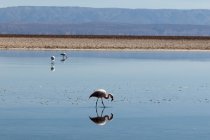 Flamingos chilenos caminhando no lago, reserva nacional de los flamencos, chile — Fotografia de Stock