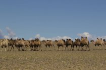 Manada de camellos bactrianos caminando por el paisaje del desierto, Khovd, Mongolia - foto de stock