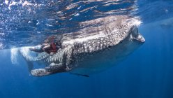 Подводный вид дайвера рядом с китовой акулой — стоковое фото