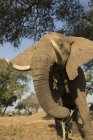 Elefante africano alimentándose bajo el árbol, Chirundu, Zimbabue, África - foto de stock