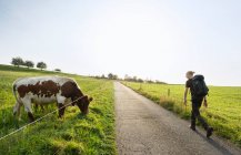 Caminhante que passa vaca, Meerfeld, Rheinland-Pfalz, Alemanha — Fotografia de Stock