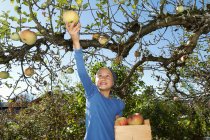 Giovane ragazza raccolta mela da albero — Foto stock