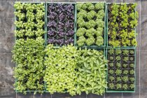 Overhead view of variety of potted plants in tray — Stock Photo