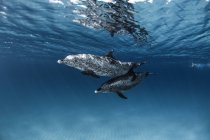 Zwei wunderschöne Delfine schwimmen unter Wasser in klarem, blauem Meer — Stockfoto