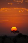 Гарний захід сонця з деревами проти жовтий небо в Танзанії — стокове фото