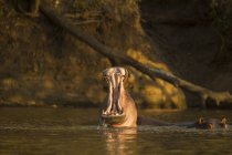 Ippopotamo sbadigliante in piscine mana, Africa — Foto stock