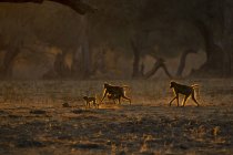 Vue latérale des babouins marchant sur le sol pendant le coucher du soleil — Photo de stock