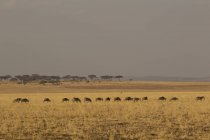 Side view of wildebeests and zebra walking on field in tarangire, tanzania — Stock Photo