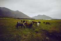 Коні Пасуча, Акурейрі, Ейяафджардарсsla, Ісландія — стокове фото