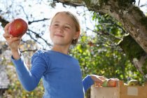 Young girl picking apples from tree — Stock Photo