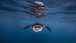 Rayo nadando con la boca abierta bajo el agua, isla mujeres, México - foto de stock