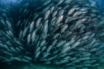 Jack peixes, vista subaquática, Cabo San Lucas, Baja California Sur, México, América do Norte — Fotografia de Stock