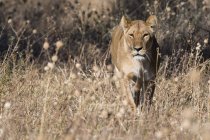 Leão caminhando na grama em Savuti, Chobe National Park, Botswana — Fotografia de Stock