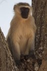 Смешная обезьяна, сидящая на дереве и отводящая взгляд, — стоковое фото