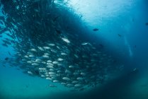 Mergulhador nadando com escola de jack fish, vista subaquática, Cabo San Lucas, Baja California Sur, México, América do Norte — Fotografia de Stock