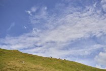 Distant view of cows on hillside in Tannheim mountains, Tyrol, Austria — Stock Photo