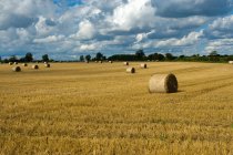 Rows of hay bales in harvested rural field — Stock Photo