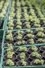 Nahaufnahme grüner Topfpflanzen in Tabletts, selektiver Fokus — Stockfoto