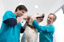 Vets donnant labrador récupération oreille check-up — Photo de stock