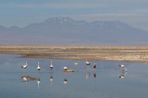 Wunderschöne chilenische Flamingos an der Laguna Chaxa, Atacamawüste, Antofagasta, Chili — Stockfoto