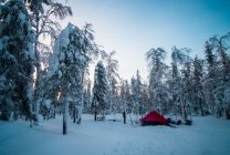 Человек, стоящий у палатки в заснеженном лесу, Россия — стоковое фото