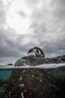 Галапагоський пінгвін, відпочиваючи на скелі, Сеймур, Галапагоські острови, Еквадор — стокове фото