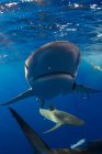 Underwater view of sharks, Revillagigedo, Tamaulipas, Mexico, North America — Stock Photo