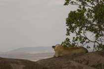 Side view of one beautiful lion lying on hill in serengeti national park, tanzania — Stock Photo