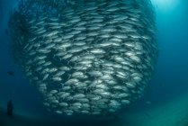 Mergulhador nadando com escola de jack fish, vista subaquática, Cabo San Lucas, Baja California Sur, México, América do Norte — Fotografia de Stock