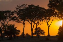 Beautiful sunset with trees against yellow sky in tanzania — Stock Photo