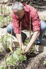 Hombre mayor plantando plántulas de tomate - foto de stock