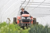 Agricultor montando en tractor en invernadero - foto de stock