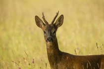 Portrait of Roe Deer in rural setting — Stock Photo