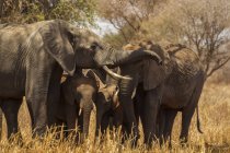 Elefantes de pé com filhotes no parque nacional de tarangire, tanzânia — Fotografia de Stock