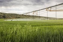 Irrigación de tierras agrícolas, Montana, EE.UU. - foto de stock