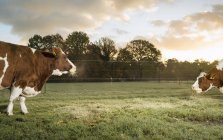 Deux vaches domestiques broutant dans le champ — Photo de stock