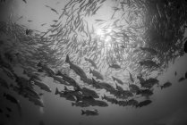 Jack peixes, vista subaquática, Cabo San Lucas, Baja California Sur, México, América do Norte — Fotografia de Stock