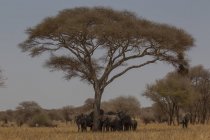 Elefanti in piedi sull'erba sotto l'albero, tarangire, tanzania — Foto stock