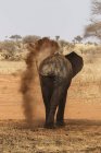 Vista trasera del elefante caminando en el parque nacional del tarangire, tanzania - foto de stock
