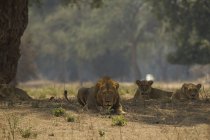 Three lions resting in tree shadow in africa, zimbabwe mana pools — Stock Photo