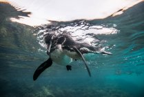 Pingouins Galapagos socialisation, Seymour, Galapagos, Équateur — Photo de stock