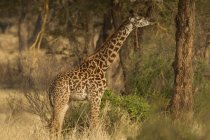 Seitenansicht einer Giraffe, die Baumblätter in Tarangire frisst, Tansania — Stockfoto