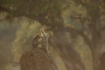Бабуины на камне в бассейнах маны, Зимбабве — стоковое фото