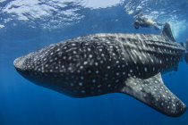 Underwater view of diver photographing whale shark — Stock Photo