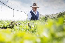Agricultor maduro cosechando plantas verdes - foto de stock