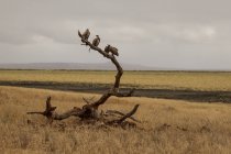 Abutres, Trigonoceps occipitalis, Tarangire National Park, Tanzânia — Fotografia de Stock