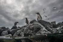 Pinguins Galápagos descansando sobre rochas, Seymour, Galápagos, Equador — Fotografia de Stock