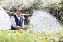 Farmer regar plantas de crecimiento con manguera - foto de stock