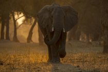 Elefante che cammina al tramonto, parco nazionale delle piscine della nonna, zimbabwe — Foto stock