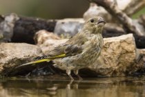 Close-up view of beautiful small greenfinch bird in wildlife — Stock Photo
